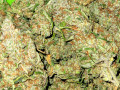 blue-skunk-and-fruit-pie-ozs-small-0