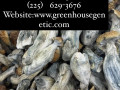 portent-shrooms-available-at-affordable-prices-small-0
