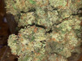 order-top-strains-online-small-0