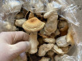 mushroomavailable-in-stock-small-0