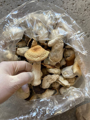 mushroomavailable-in-stock-big-0