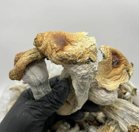 mushroomavailable-in-stock-big-6
